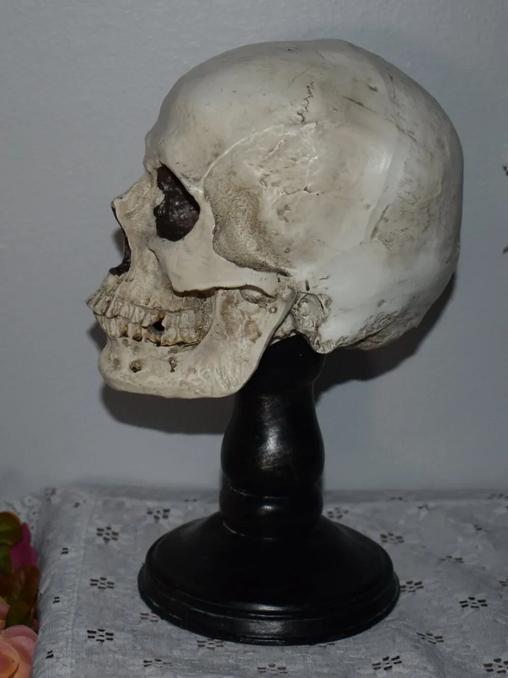 Gothic Horror Realistic Skeleton Skull on Pedestal Spooky Halloween Decor